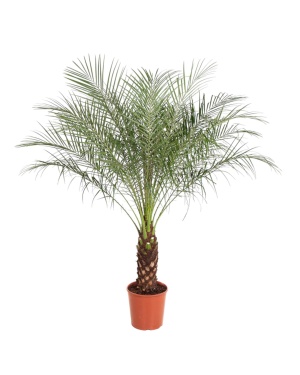 Phoenix Roebelenii - 170 cm