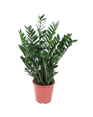 Zamioculcas Zamiifolia - 100 cm