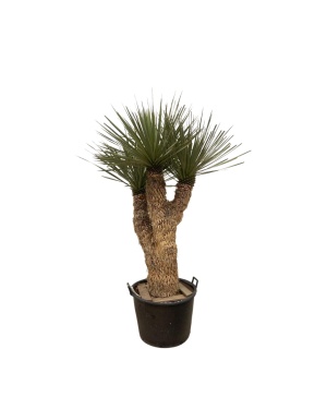 Yucca Rostrata Hidra - 200 Cm - Ø60