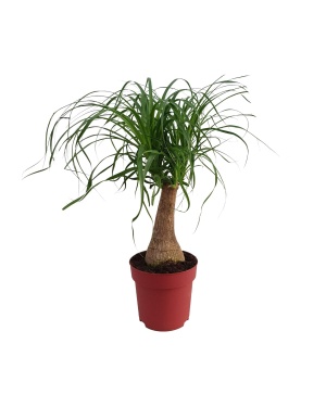 Beaucarnea "Maya Palm" Stam P19 - Ø19Cm - ↕70Cm