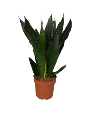 Sansevieria Black Diamond 60cm