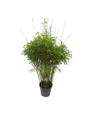 Fargesia 'Rufa' - Niet-Woekerende Bamboe - Ø27Cm - ↕90Cm