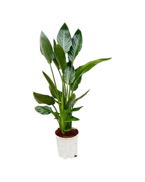 Strelitzia Reginae - 100 Cm