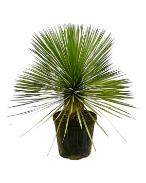 Yucca Rostrata Op Stam - 80 Cm