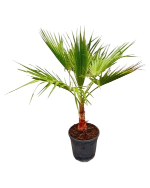Washingtonia - 100 Cm