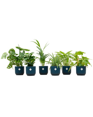 Verrassingsbox - 6 Planten Inc. Elho Pot Ø14 Blauw