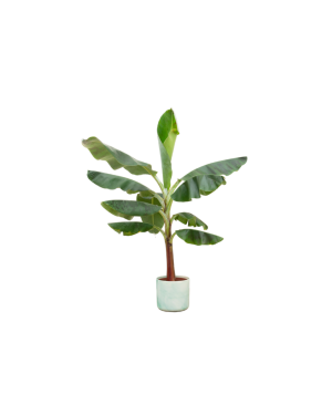 Bananenplant (Musa) in Ocean Round Pacifisch Groen - 120 Cm