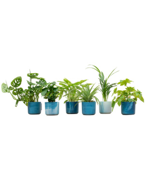 Verrassingsbox - 6 Planten Inc. Elho Atlantisch Blauw Ø14