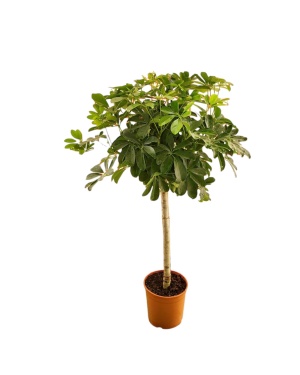 Schefflera Op Stam - 130 Cm - Ø23