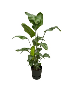 Strelitzia Nicolai Incl. Elho Zwart - 160Cm - Ø30