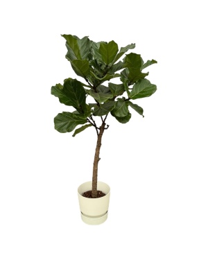 Ficus Lyrata Stam Incl. Elho Wit - 160 Cm - Ø30
