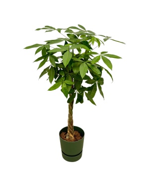 Pachira Aquatica Incl. Elho Groen - 160Cm - Ø30