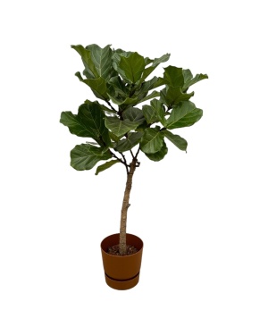 Ficus Lyrata Stam Incl. Elho Bruin - 160 Cm - Ø30