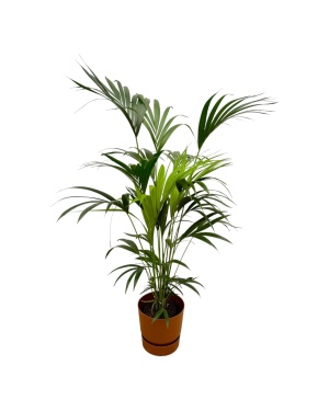 Kentia Palm Incl. Elho Bruin - 160Cm - Ø24
