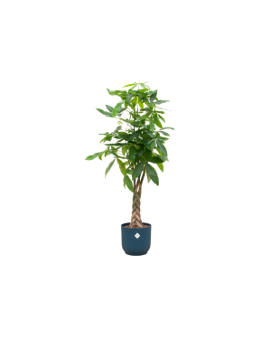 Pachira Aquatica Incl. Elho Blauw - 160Cm - Ø30
