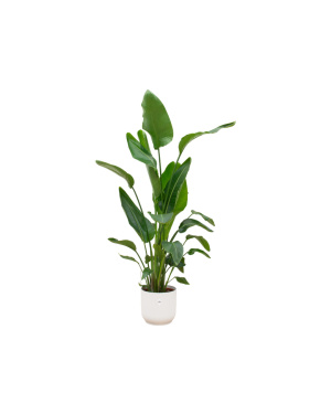 Strelitzia Nicolai Incl. Elho Wit - 160Cm - Ø30