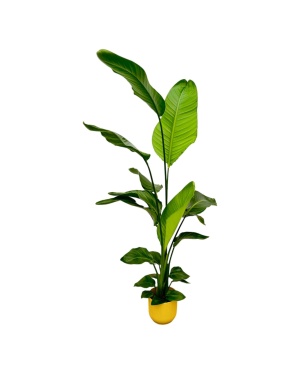Strelitzia Nicolai Incl. Elho Geel - 130 Cm - Ø18