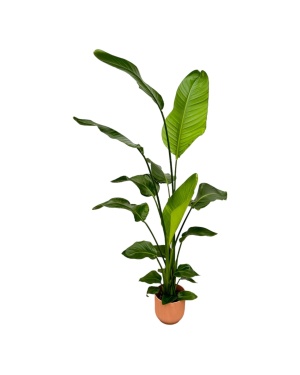 Strelitzia Nicolai Incl. Elho Roze - 130 Cm - Ø18
