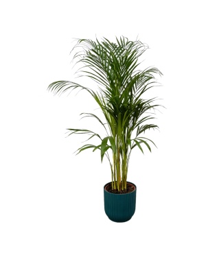 Areca Palm - ↨110Cm - Ø21Cm Incl. Elho Blauw