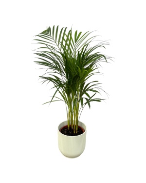 Areca Palm - ↨85Cm - Ø19Cm Incl. Elho Wit