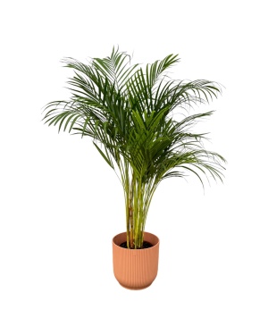 Areca Palm - ↨130Cm - Ø24Cm Incl. Elho Roze
