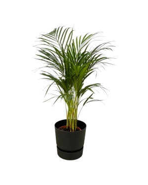 Areca Palm - ↨85Cm - Ø19Cm Incl. Elho Zwart