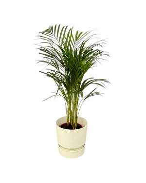 Areca Palm - ↨85Cm - Ø19Cm Incl. Elho Wit