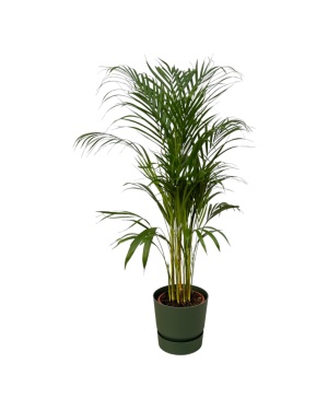 Areca Palm - ↨110Cm - Ø21Cm Incl. Elho Groen