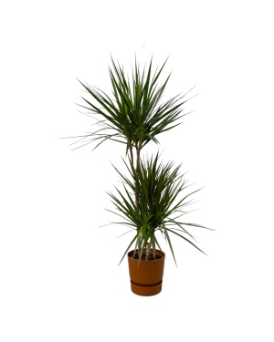 Dracaena Marginata - ↨120Cm - Ø21Cm Incl. Elho Bruin