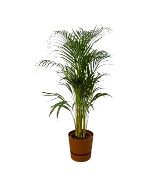 Areca Palm - ↨110Cm - Ø21Cm Incl. Elho Bruin