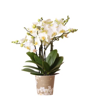 Witte Phalaenopsis Orchidee - Ø12Cm