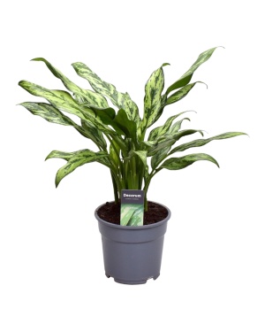 Aglaonema Juliette - 40 Cm - Ø12