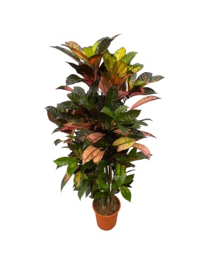 Codiaeum (Croton) Iceton Vertakt - 130 Cm - Ø21Cm