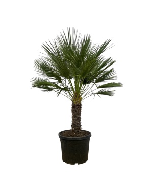 Chamaerops Humilis Op Stam - 180 Cm - Ø45Cm