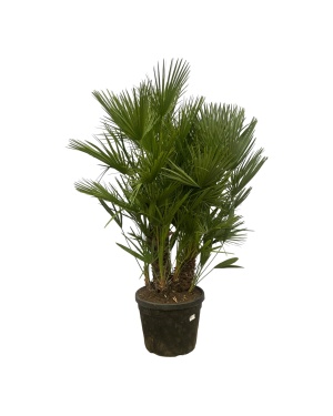 Chamaerops Humilis Multi Stam - 180 Cm - Ø45Cm