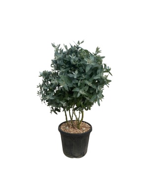Eucalyptus Globulus Multi Stam - 160 Cm - Ø40Cm