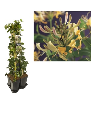 1 Meter Mix Klimop Hedera + Lonicera 'Periclymenum' - Ø17Cm - ↕90Cm