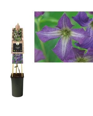 Clematis Viticella - Ø17Cm - ↕75Cm