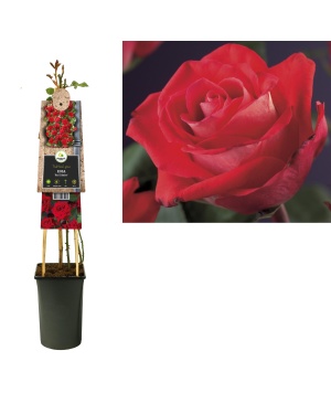 Rozenstruik Rosa 'Red Climber' - Ø17Cm - ↕75Cm