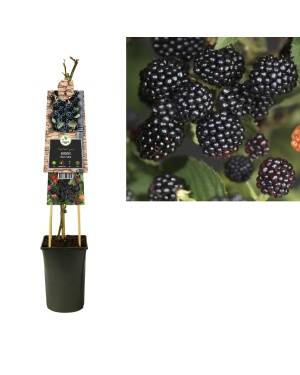 Rubus Braam 'Black Satin' - Ø17Cm - ↕75Cm