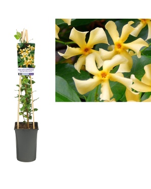 Trachelospermum Jasmijn Jasm. 'Star Of Toscane' - Ø17Cm - ↕75Cm