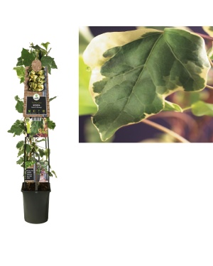 Klimop Hedera 'Gloire De Marengo' - Ø23Cm - ↕115Cm