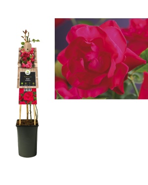 Rozenstruik Rosa 'Heidelberg' - Ø17Cm - ↕75Cm