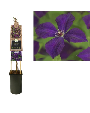 Clematis Vit. 'Polish Spirit' - Ø17Cm - ↕75Cm