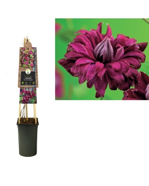 Clematis Vit. 'Purp. P. Elegans' - Ø17Cm - ↕75Cm