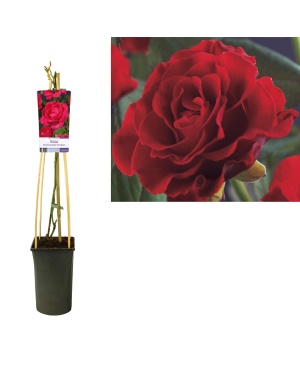 Rozenstruik Rosa 'Paul's Scarlet Climber' - Ø17Cm - ↕75Cm