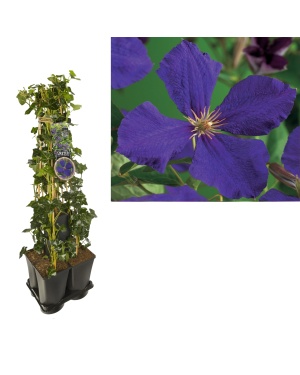 1 Meter Mix Klimop Hedera + Clematis 'Jackmanii' - Ø17Cm - ↕90Cm