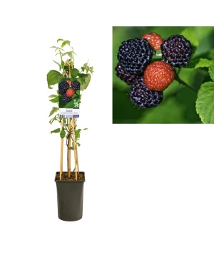 Rubus Braam Occidentalis 'Black Jewel' - Ø17Cm - ↕75Cm