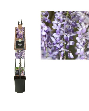 Blauwe Regen Wisteria Sinensis - Ø23Cm - ↕115Cm