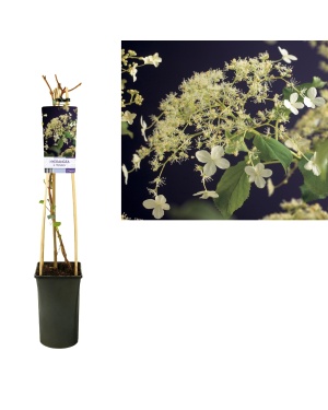 Hydrangea A. 'Petiolaris' - Ø17Cm - ↕75Cm